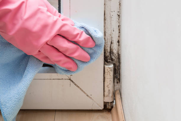 Best Bathroom Mold Remediation in USA